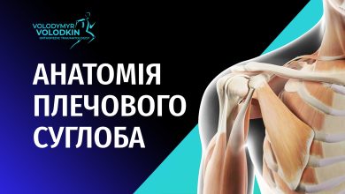 Анатомія плечового суглоба. Як влаштоване плече
